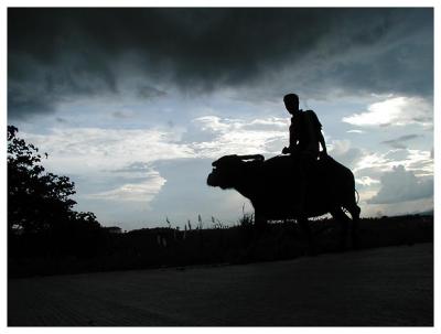 Farmer and carabao in Damulog, Bukidnon