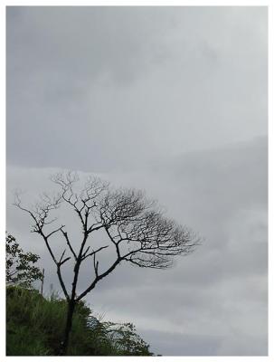 Lonely tree, Kitaotao, Bukidnon