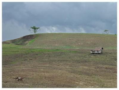 Tree, house, horse, Damulog, Bukidnon
