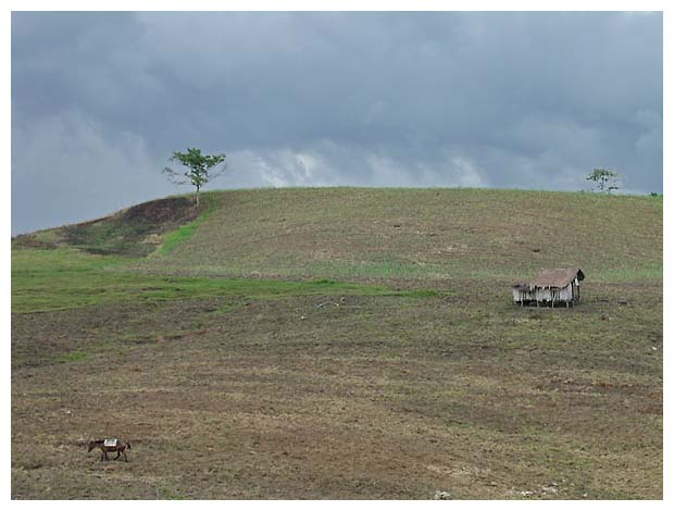 Tree, house, horse, Damulog, Bukidnon