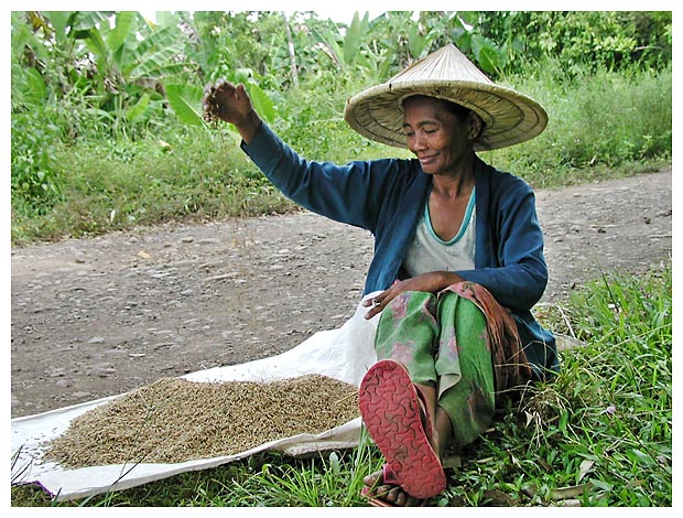 Winnowing rice in Bunawan, Agusan del Sur
