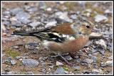 Chaffinch