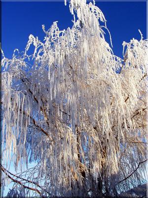 u18/tk82520/medium/11863073.PC060893hoarfrost_pbcopy.jpg