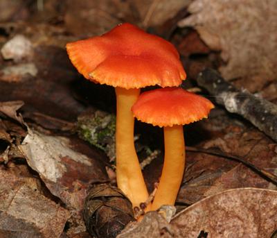 Hygrocybe sp.