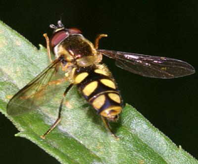 Epistrophella emarginata (male)
