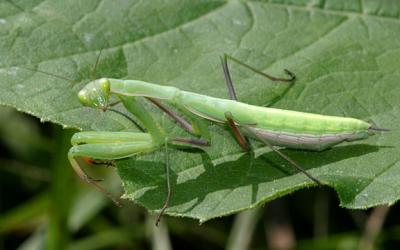 Mantis religiosa