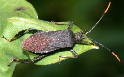 Acanthocephala terminalis