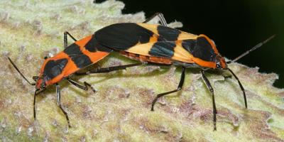 mating pair of Large milkweed bugs - Oncopeltus fasciatus