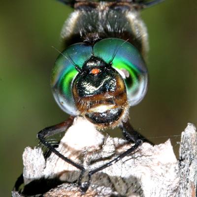 Williamsons Emerald - Somatochlora williamsoni