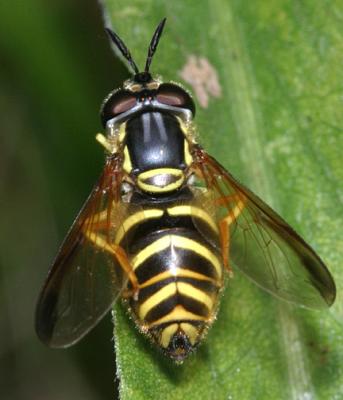 Chrysotoxum sp. (female)