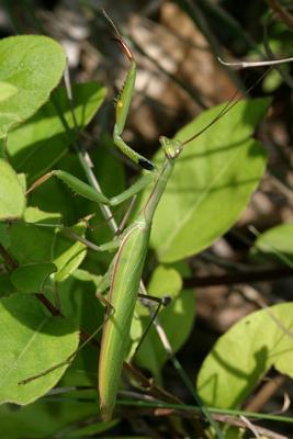 Mantis religiosa