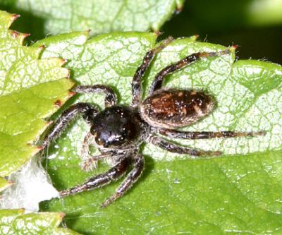 Jumping Spiders - Genus Paraphidippus