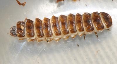 Plateros sp. larva