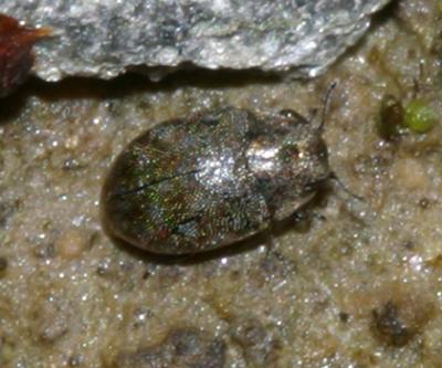 Minute Marsh-loving Beetles - Limnichidae