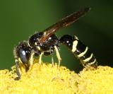 Philanthus lepidus