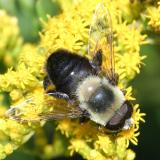 Eristalis sp. (male)