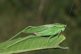 Treetop Bush Katydid - Scudderia fasciata (female)