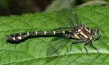 Zebra Clubtail - Stylurus scudderi (male)