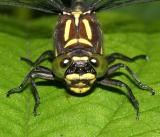 Zebra Clubtail - Stylurus scudderi (female)