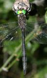 Williamson's Emerald - Somatochlora williamsoni