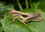 Melanoplus femurrubrum (Fifth instar female)