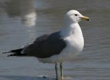 California Gull