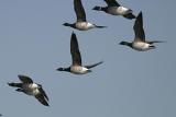 Brant - Branta bernicla