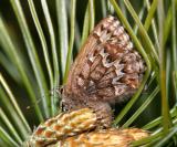 Eastern Pine Elfin - Callophrys niphon  laying eggs on pine buds