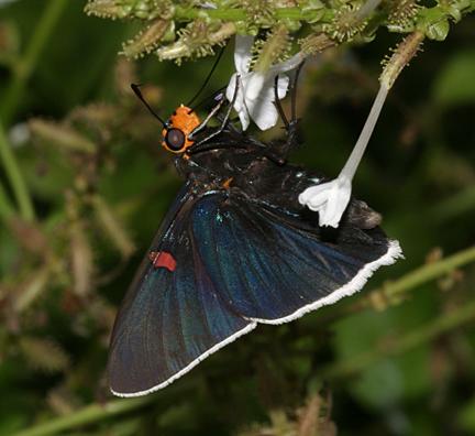 Guava Skipper - Phocides palemon