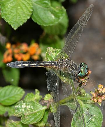 Blue Dasher - Pachydiplax longipennis (female)