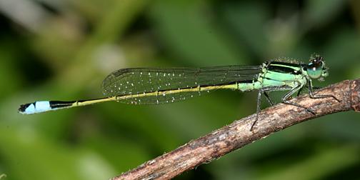 Ramburs Forktail - Ischnura ramburii