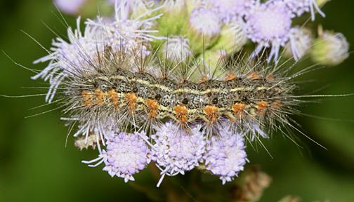 8140 - Fall Webworm - Hyphantria cunea