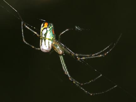  Orchard Spider - Leucauge venusta
