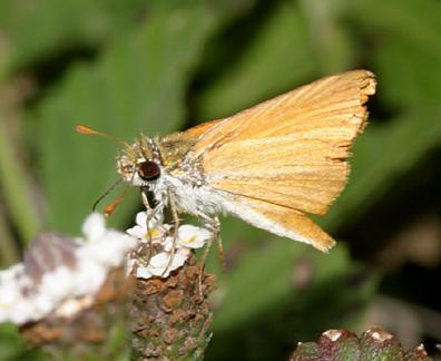 Southern Skipperling - Copaeodes minima