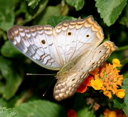 White Peacock - Anartia jatrophae