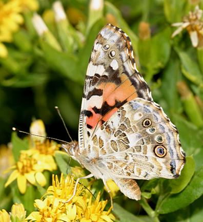 Painted Lady - Vanessa cardui