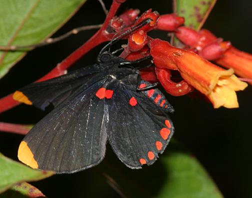 Red-bordered Pixie - Melanis pixe