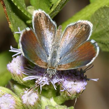 Western Pygmy-Blue - Brephidium exile