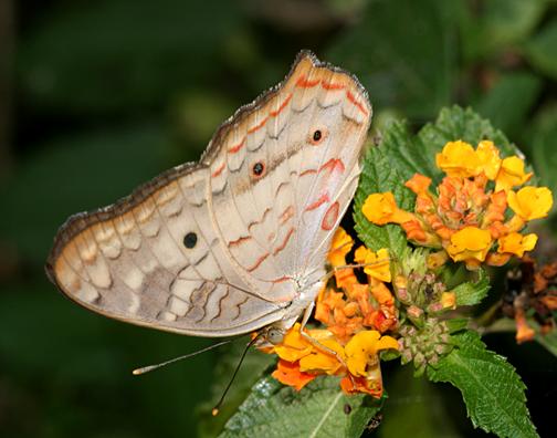 White Peacock - Anartia jatrophae