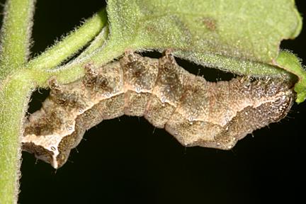 9702 - Boneset Groundling - Condica albigera