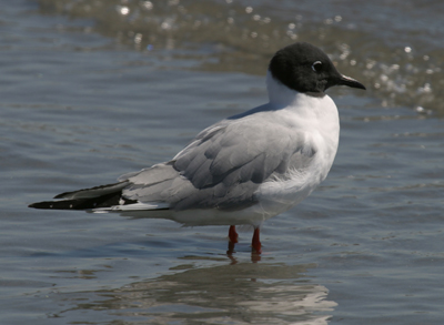 Bonaparte's Gull - Chroicocephalus philadelphia 