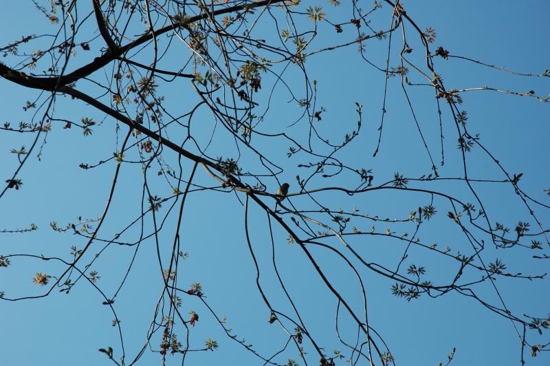 bird in tree