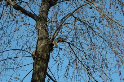 squirrel in tree