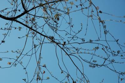 bird in tree