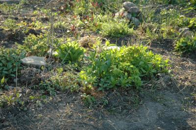garden in late afternoon light