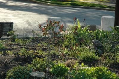 garden in late afternoon light
