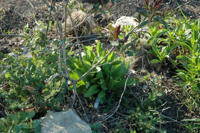 garden in late afternoon light