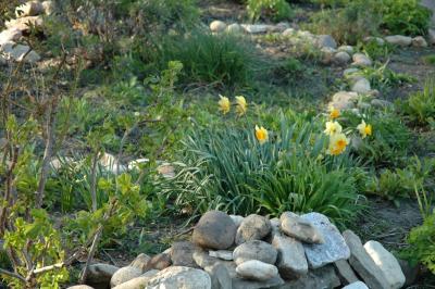garden in late afternoon light