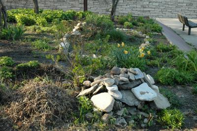 garden in late afternoon light