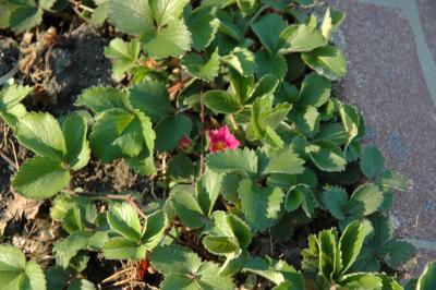 garden in late afternoon light